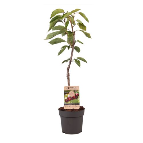 Obstbaum 95 cm - Bild 6